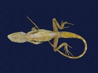 藏品(黃口攀蜥)的圖片